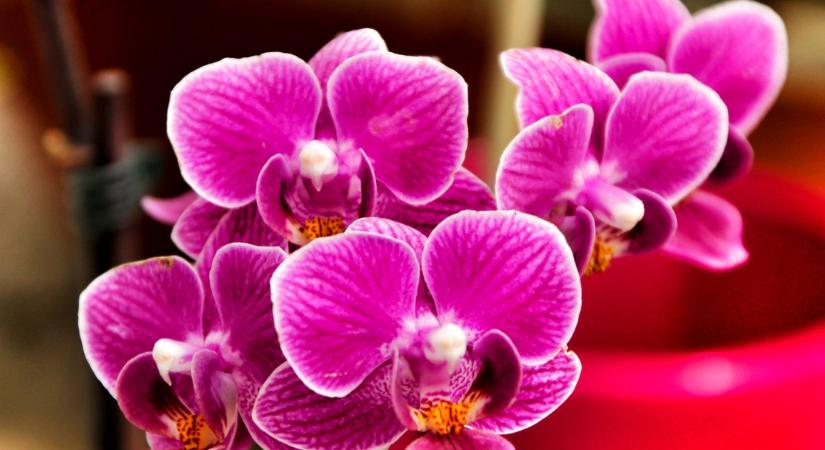 Hogyan lehet megmenteni az orchideát végső stádiumban? Íme az 5 leggyakoribb orchideaölő védekezés