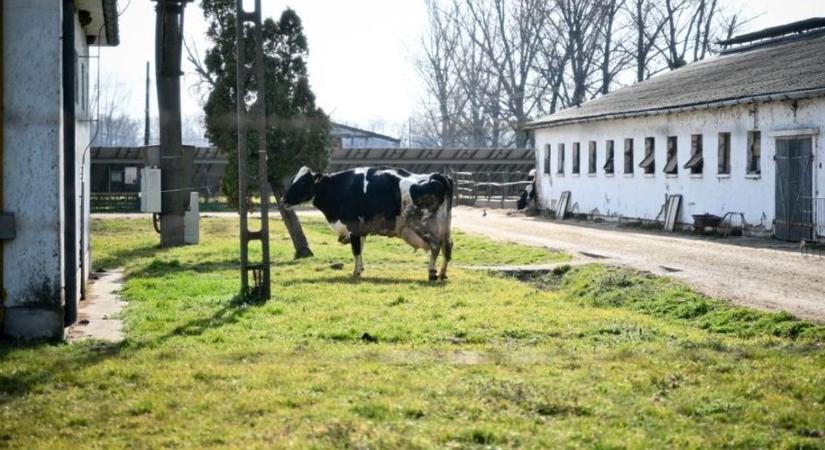 Száj- és körömfájás: Halál vár az összes állatra, sírnak a tehenek Kisbajcson