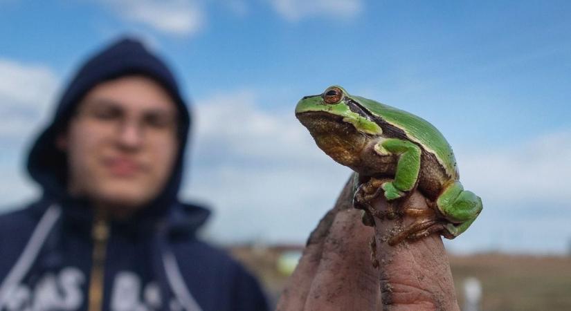 Jön az eső, vonulnak a békák, indul a mentés