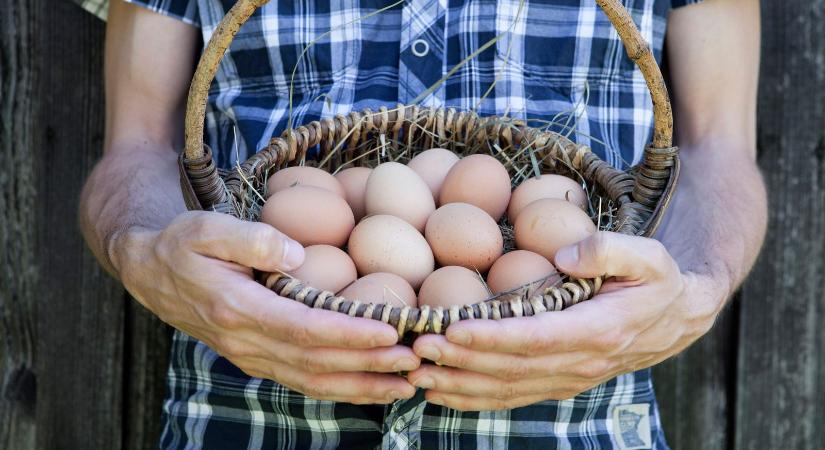 Ez történik a testeddel, ha megeszel havonta 1000 tojást