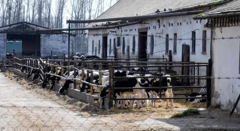 Ragadós száj- és körömfájás: Bábolna térségében földelik el a leölt állatokat