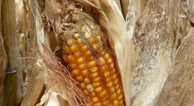 Hogyan csökkentsük az aflatoxin fertőzést?