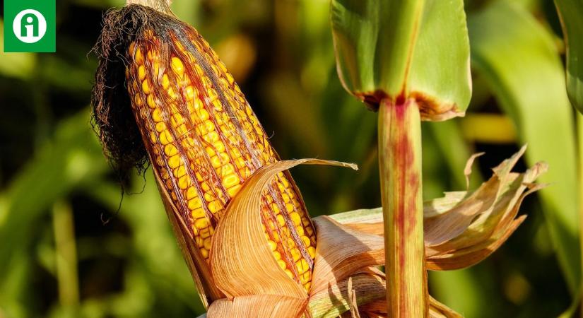 Mihez kezdjünk az aflatoxinnal? Ha valahol, hát itt fontos az előrelátás