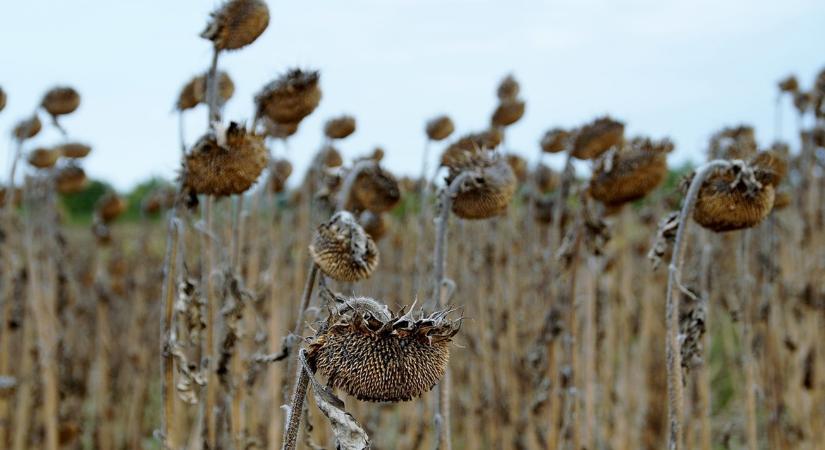 Kiderült, meddig tart az idei La Niña: Ez a mezőgazdaságra is hatással van