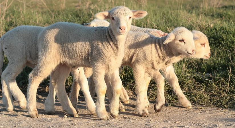 Ragadós száj- és körömfájás - Horribilis károk elé néz a juh- és kecskeágazat