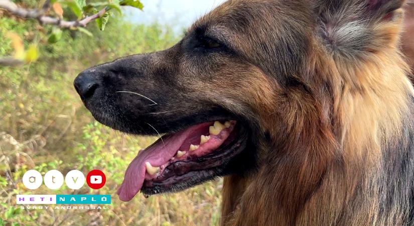 Törött láb, sebek – Lekapcsoltak egy román kamiont az M3-ason, a pénzügyőröket is megrázta, amit ezután láttak