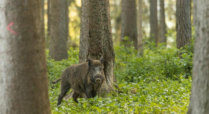 Vadállatok tartják rettegésben az embereket a Balatonnál