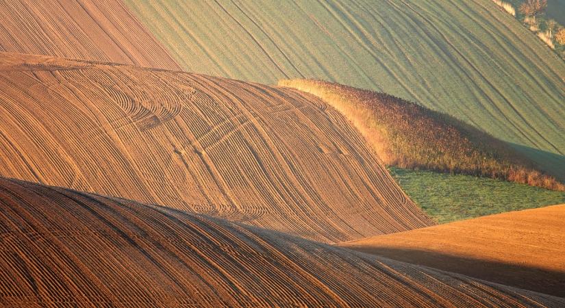 Apró élőlények fontos szerepet tölthetnek be a mezőgazdaságban