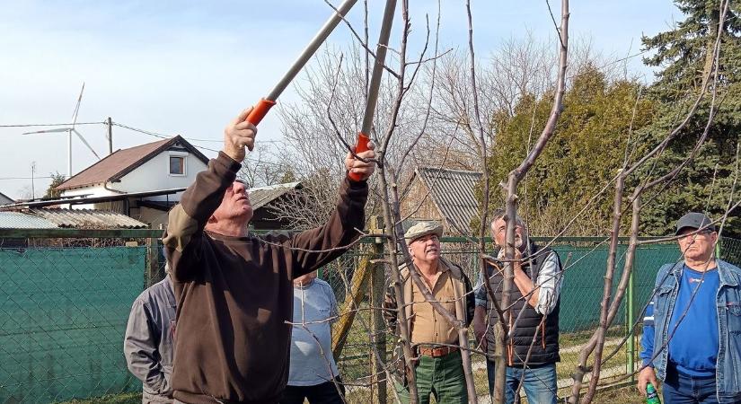 Metszési bemutató a mosonmagyaróvári kertbarátoknak