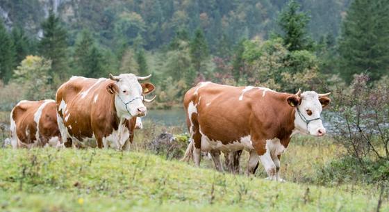 Határozatlan időre bezárták az állatsimogatót a fővárosi állatkertben