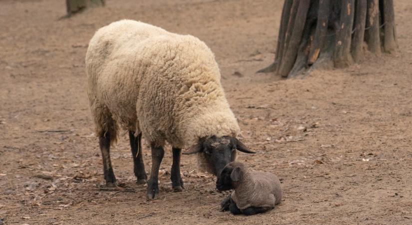 A száj- és körömfertőzés miatt ideiglenesen bezár a Fővárosi Állatkert állatsimogatója