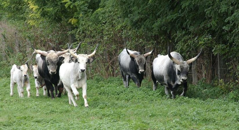 Utakat zártak le a Balatonnál a marhakór miatt