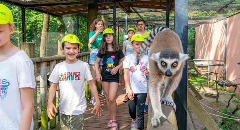 Járvány miatt lezárták a Fővárosi Állatkert állatsimogatóját