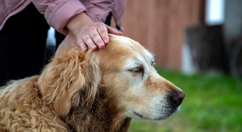 Azonosították a géneket, amik miatt az emberek, de a labradorok is elhíznak