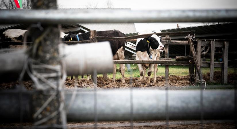 A kormányhivatal hirdetményei a száj- és körömfájás betegséggel kapcsolatban