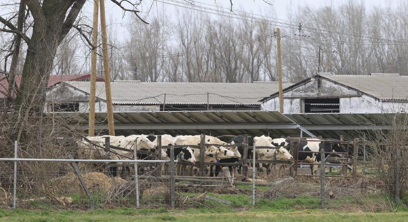 Teljes a pánik Kisbajcson és Bábolnán, ezrével ölik le a marhákat - Katasztrófa fenyeget, ha tovább terjed a járvány