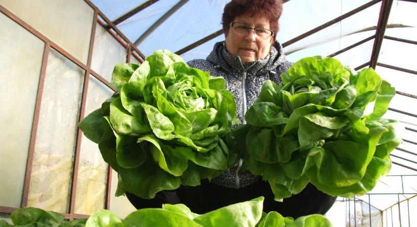 Egyre többen hagynak fel a salátatermesztéssel, már a pénz sem elég csábító