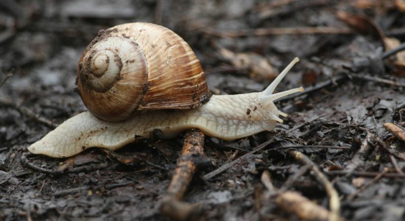 Megszületett az ítélet: ez vár a kisvárdai feldolgozóra