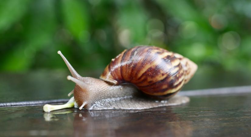 Elítélték a kisvárdai csigafeldolgozó üzem vezetőjét