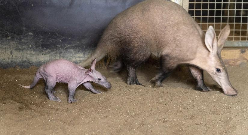 Több hazai állatkert is bezárt a rettegett vírus miatt