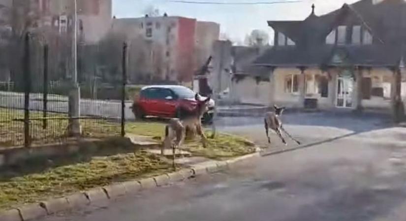 Videón a megrázó jelenet, ahogy autóval ütközik egy szarvas a város közepén