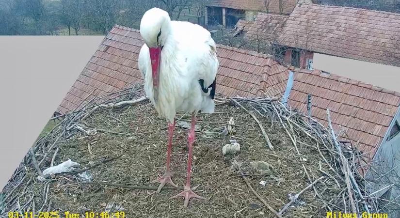 Megérkezett az első gólya Sáromberkére – újraindult a gólyakamera (videó)