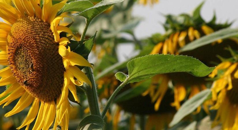 Megbízható Syngenta napraforgó hibridek: extrém évjáratokban is