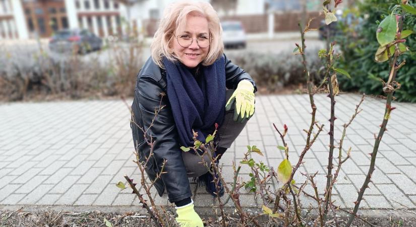 Nincs több kifogás, itt a rózsa metszésének ideje – videóval