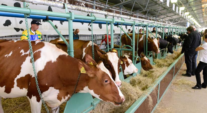 A gazdák tartanak a veszélytől, de egyelőre nincs jele a száj- és körömfájás terjedésének a Duna mentén