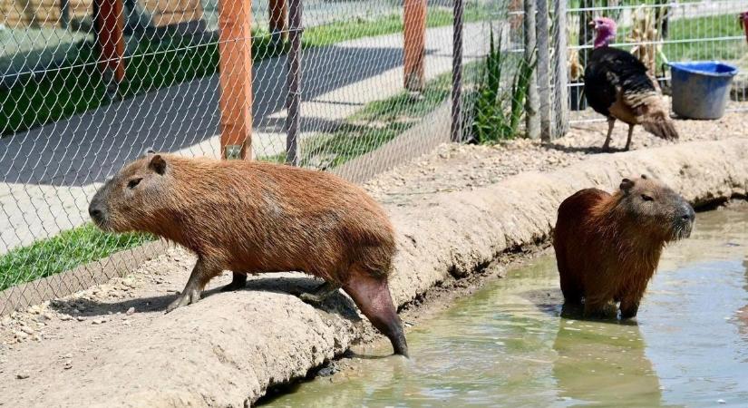 Fontos bejelentés érkezett: zárva marad a tiszaderzsi kengurupark – mutatjuk az okát!