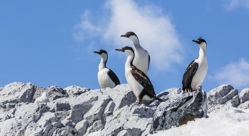 Már az Antarktiszon is pusztulnak a madarak a H5N1 madárinfluenza miatt