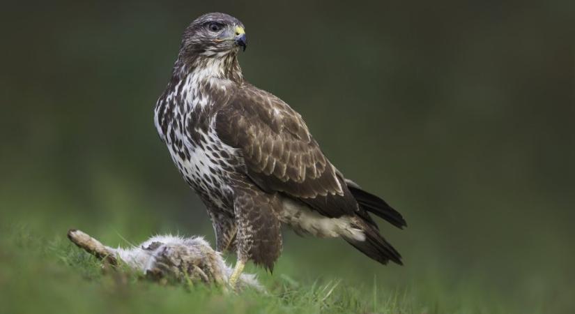 Védett madarakat mérgeztek meg Sülysápnál