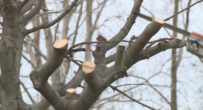 Metszik a gömbkőriseket