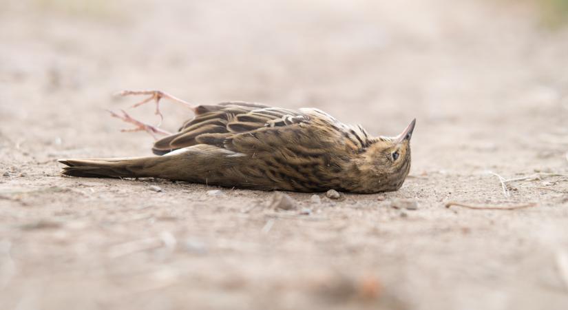 Emberre és háziállatokra is veszélyes méreg okozott tömeges madármérgezést Pest vármegyében