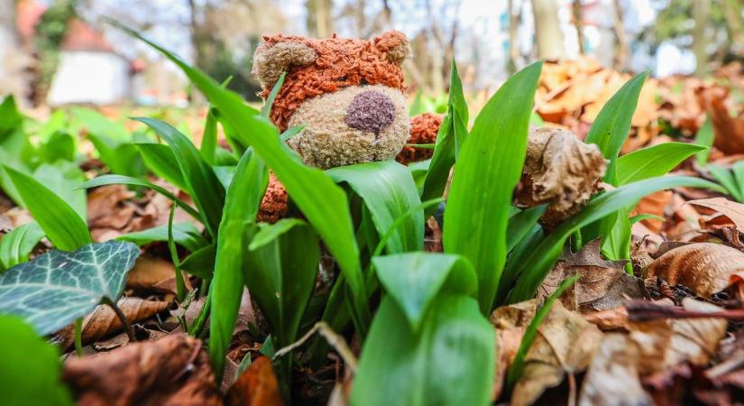 Medvehagyma és erdei tulipán – Táplánszentkereszten együtt nőnek, az egyik mérgező