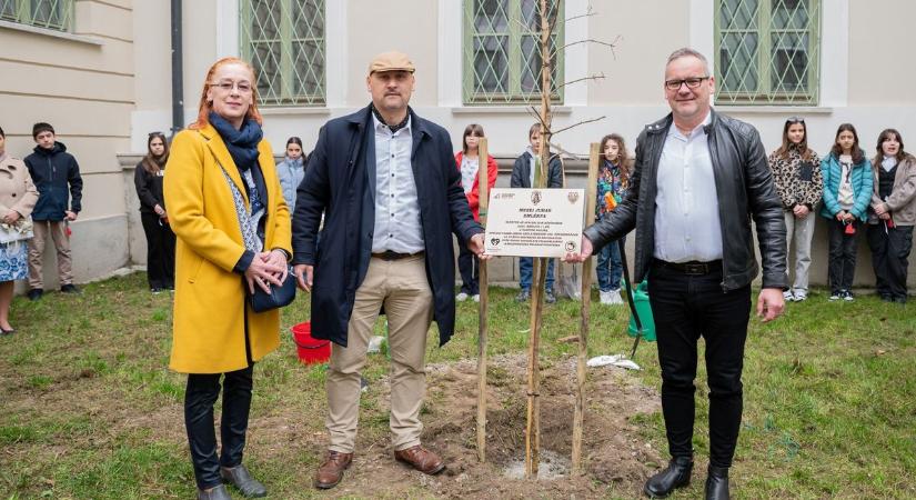 Mezei juhar az utókornak - Emlékfát ültettek Győrben - fotó