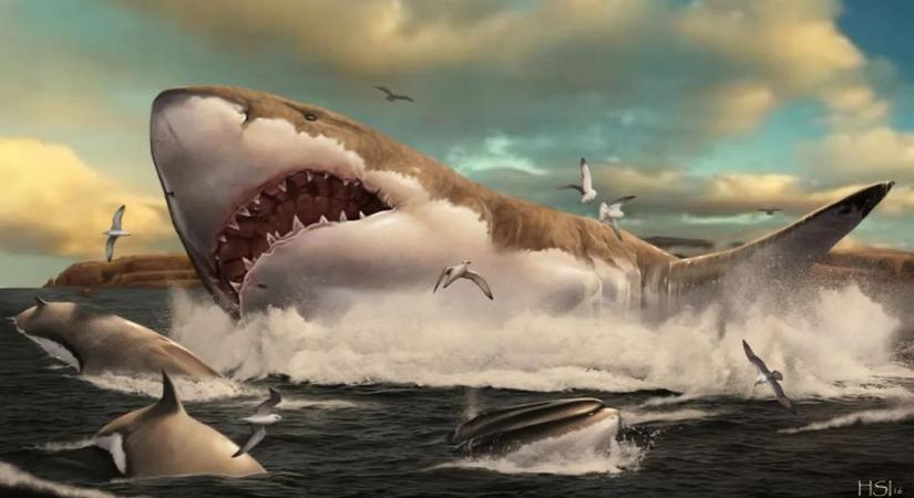 Megalodon: sokkal nagyobb volt a félelmetes őscápa az eddig feltételezetteknél