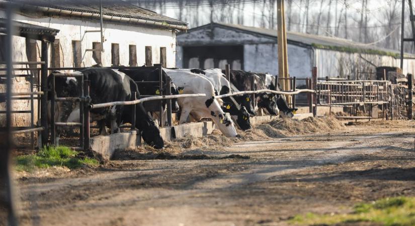 Száj- és körömfájás: többen bezártak, rendezvény is elmarad