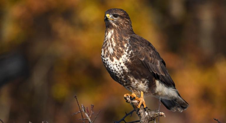 Újabb madármérgezés történt Pest vármegyében