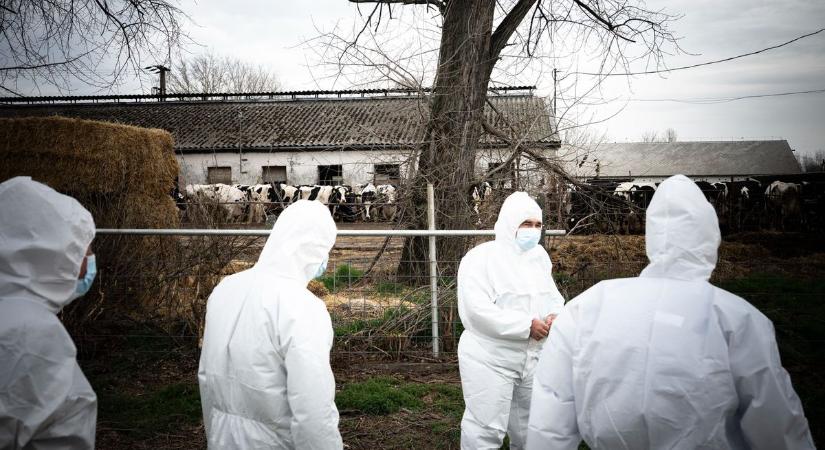 Ragadós száj- és körömfájás: megmutatjuk, mi a valóság – így áll a járványhelyzet Magyarországon, elindult a visszaszámlálás