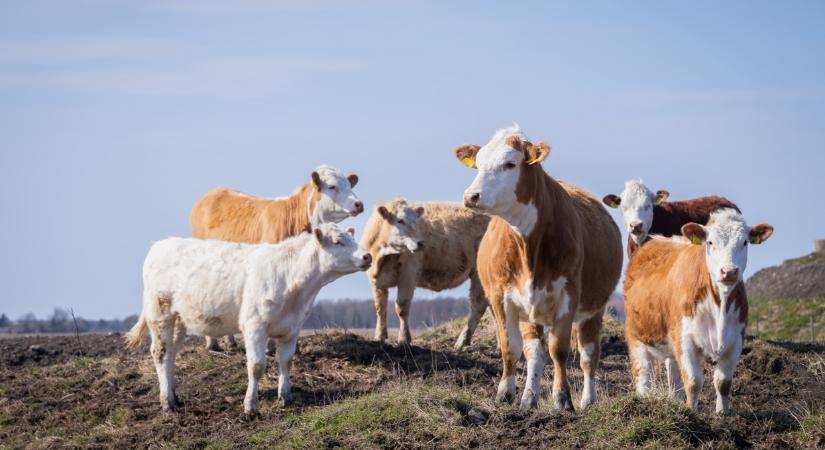 A száj- és körömfájás is rátesz egy lapáttal a bolti árakra? Súlyos a járványhelyzet Magyarországon