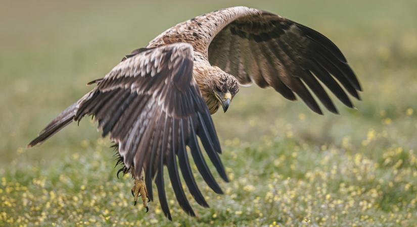 Tömeges madármérgezés Pest megyében – emberre is veszélyes a kiszórt méreg