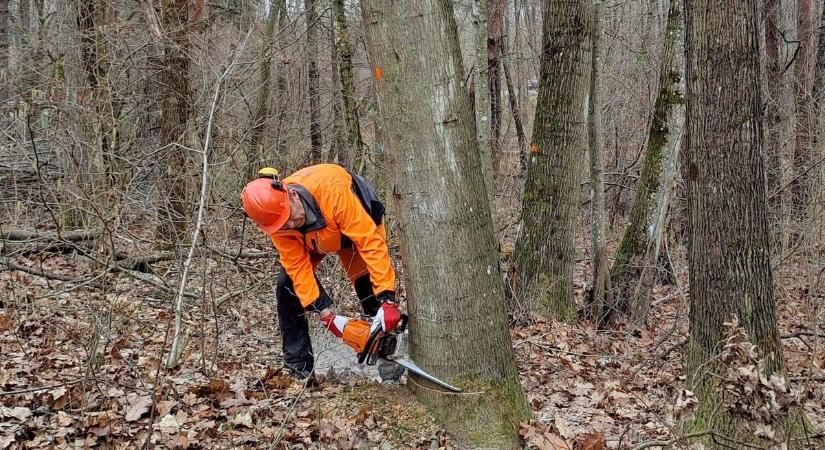 Vörös tölgy: visszaszorítás az Őrségben