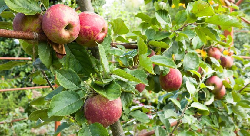 A klímaváltozás hatásai hazai növényeinkre – Kollégánk véleménycikke