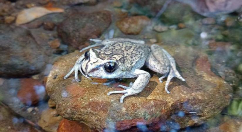 130 éve nem látott békát fogtak Chilében