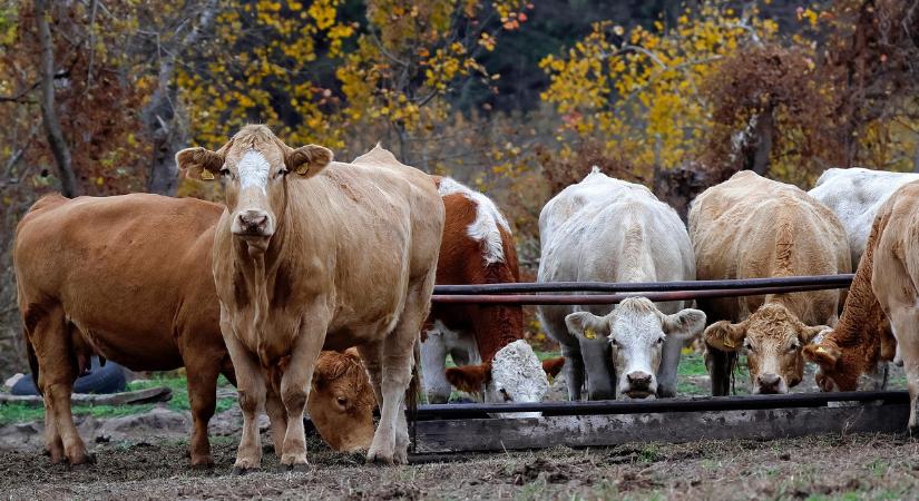 A járvány nem csak a háziállatokat fenyegeti: a ragadós száj- és körömfájás ezt idézheti elő