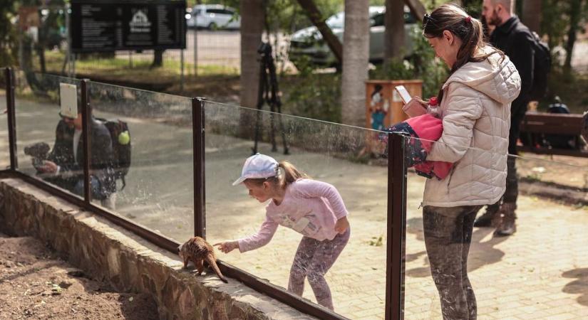 Várható volt? Sajnos szomorú döntést kellett meghozni a Nyíregyházi Állatparkban