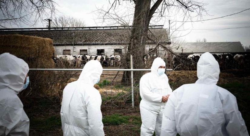 Megszólalt a szakértő: nagy eséllyel megfékezték a Kisbajcson tomboló száj- és körömfájás-járványt