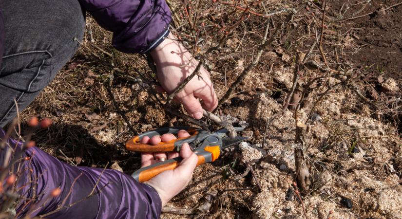 Horror az ára, így metszd az áfonyát, hogy idén bőséges legyen a termés: 41 trükk a sztárkertésztől