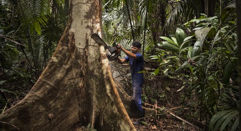 Kivágják az Amazonas esőerdőt, hogy négysávos autópályát építsenek a klímacsúcshoz